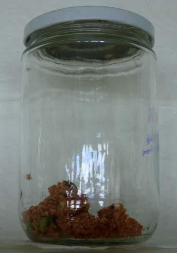 glass jar. 1.