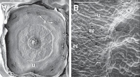 Figure 2. Scanning electron micrographs of the flower end of the cranberry fruit showing the location of stomata.
