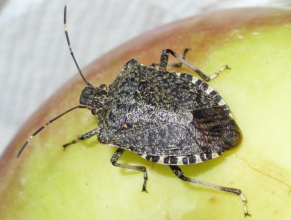 In 2010, an estimated loss of $37 million due to brown marmorated stink bug feeding was reported by the apple industry in the Mid- Atlantic States.