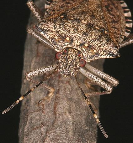 Distinguishing adult brown marmorated stink bugs