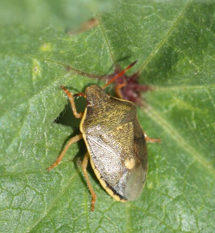 Credits: Adult brown marmorated stink bug photo,