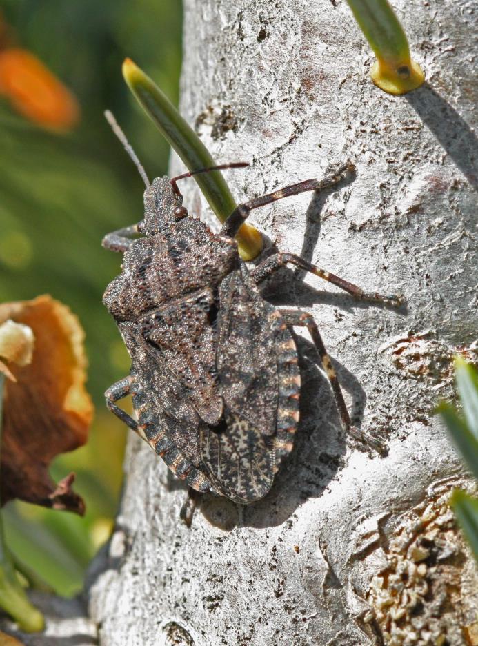Rough stink bug has rough skin and