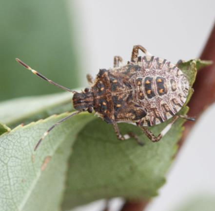 In British Columbia, they have been found on Asian pears, vegetables and wild chokecherries. Life Cycle Adults overwinter inside buildings or in protected areas and emerge in early spring.