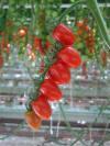 *Cello Conchita Dasher Average weight 12-15 grams. Very sweet and tasty plum cherry/plum shaped tomato used in both protected and field (staked) loose harvest crops.