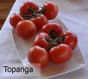 Topanga Topanga is a large fruit cluster tomato (TOV) which produces firm, deep red fruit with excellent shelf life.