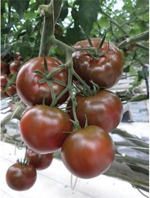 0 oz) A unique tasting variety that colors from the inside. Tiger is an Indeterminate Special Cocktail tomato, suitable both for single or cluster harvest.