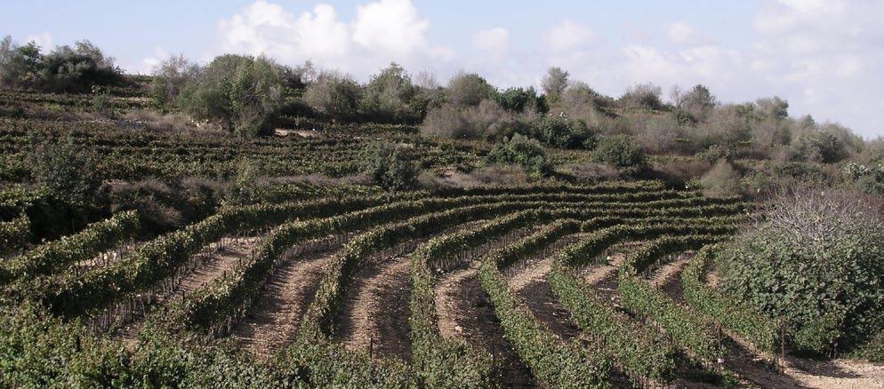 Located high in the Judean Hills, Shoresh vineyard has a wide range of small parcels varying in elevation and soils, such as Moza Marl, Terra-Rosa and deep bands of limestone.