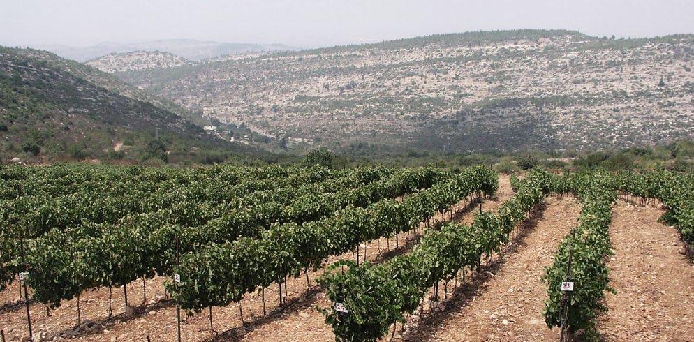 Meubanim plot in Shoresh vineyard a north-facing slope with