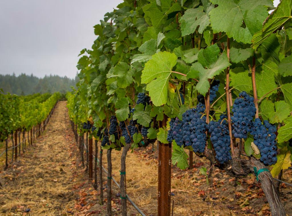 The Land of Sonoma County 58,235 vineyard acre (6% of county) 1,800 Vineyard Owners 80% less than 100