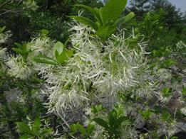 calendulaceum Flame azaleas have