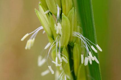 Rice flower Main food source plants: grains Rice