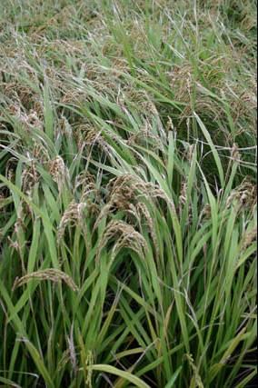 Main food source plants: grains Rice Ancestor of rice, Oryza