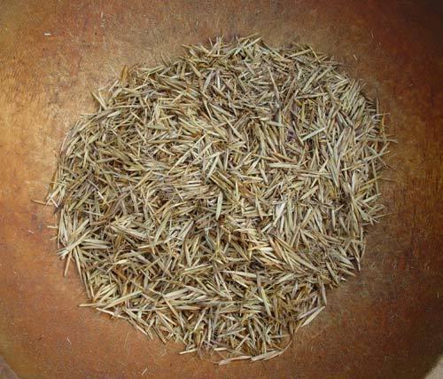 Ricing 4 Indian rice, Zizania Shipunov (MSU)