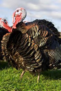Award Winning Turkeys At Peach Croft Farm we have perfected the art of rearing the tastiest and most traditionally wholesome turkeys for your Thanksgiving and Christmas celebrations.
