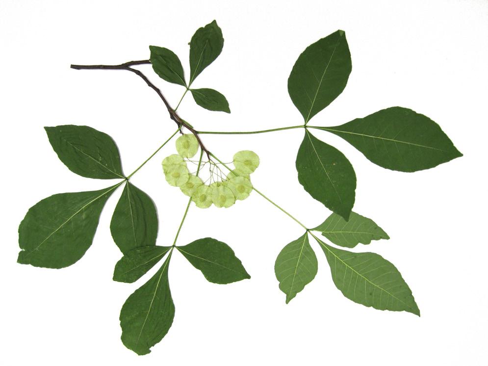 Qualitative characters of subspecies trifoliata Located in the gulf region, east coast