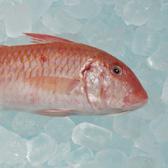 EXCEPT orange roughy, catfish,