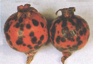 Lecture 05 - Diseases of Pomegranate and Papaya Pomegranate Cercospora fruit Spot: Cercospora sp. The affected fruits showed small irregular black spots, which later on coalesce, into big spots.