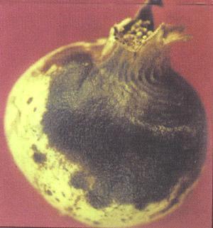 Fruit Rot (Aspergillus foetidus): The symptoms are in the form of round black spots on the fruit and petiole. The disease starts from calyx end and gradually the entire fruit shows black spots.