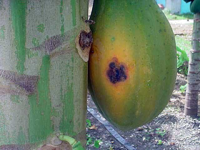 If affect leaf and stem on erotic spots are produced. On fruit initially brown superficial discoloration of the skin develops which are circular and slightly sunken.