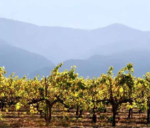 California California wine has gained world recognition for many fine wines due to the wealth and variety of soil conditions and micro climates that exist here.