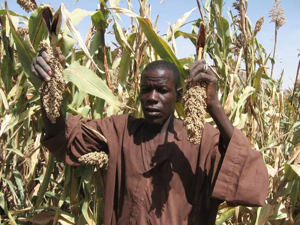 Thus, there is need to increase the productivity of the mystical, décrue sorghum crop.