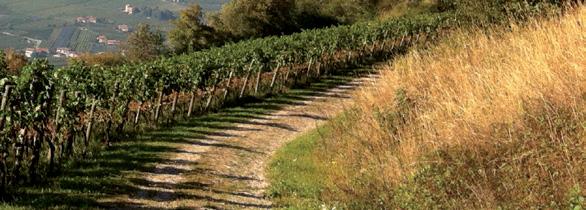 CABERNET Grape varietal Vineyard location Soil type Vine training system Yield Winemaking techniques Description Cabernet Sauvignon Valle dei Laghi in the vicinity of Lasino and Cavedine Alluvial