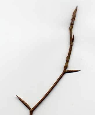 Common Beech Twig: Dull purplish brown, hairy, no