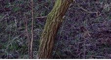 Elder Sambucus nigra Twig: Green, often brittle with warty marks