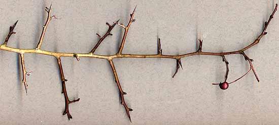Hawthorn Crataegus monogyna Twig: Small slender spines ( up to