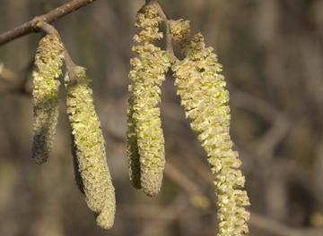 avellana Twig: Pale brown and hairy with swollen tip Buds: