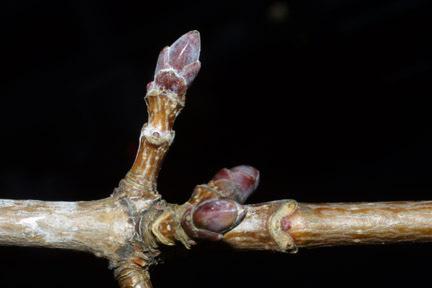 Norway Maple Acer platanoides Twig: Hairless and brownish Buds: Deep