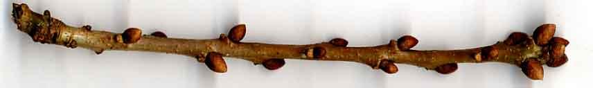 Pedunculate / English Oak Quercus robur Twig: