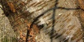 scales, arranged spirally Bark: Distinctive horizontal marks,