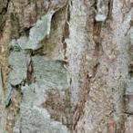 Bark: Smooth and silvery-grey when