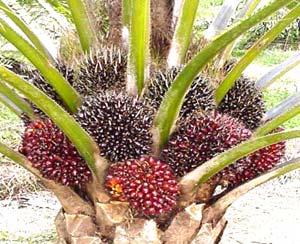 The Elite Parents Elaeis guineensis This is the commonly cultivated West African Oil Palm, known for its highest oil yield amongst oil seed crops.