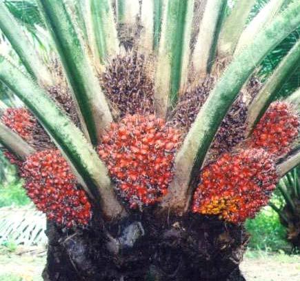 Elaeis oleifera Also known as the Latin American Oil Palm, it has a unique fatty acid profile that is rich in Monounsaturates (more than 60% Oleic fatty acid); has more than 2000 ppm of Carotenoids