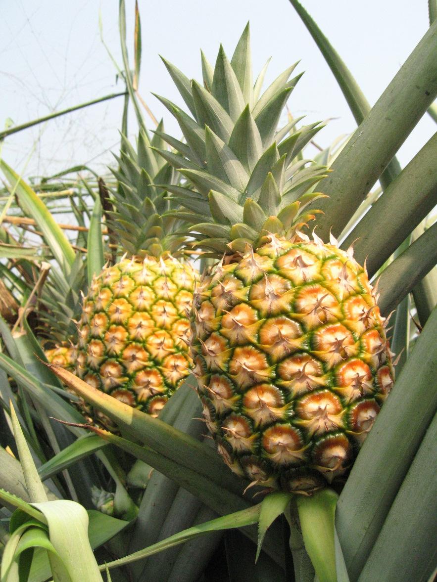 Ghana Best Destination for Tropical Fruit in Africa! Ghana is known as Africa's best source for pineapple. The fruit grows year round and is harvested every week!