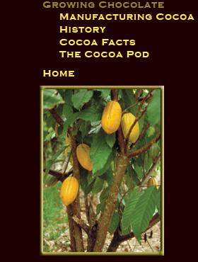 2. In Pursuit of Chocolate Coco and Lottie will go anywhere in their pursuit of good sources of cocoa beans for their fair trade chocolate enterprise.