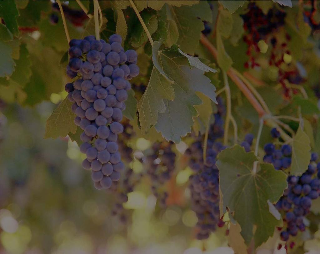 The strength of the South Australian wine industry is the diversity of our wine regions.
