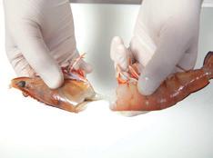 Once thawed, prawns should not be refrozen as the quality deteriorates.