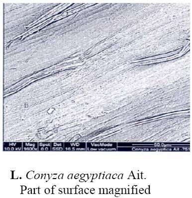 sub lateral, apex concave, constriction occurs at the apex, surface cellular, cells thin