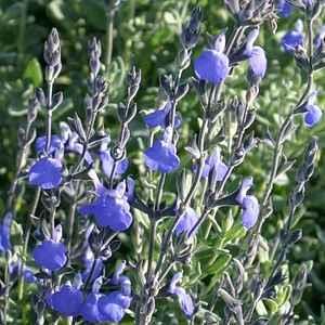 Shrubs: Salvia chamaedryoides Size (H x W): 1-2 ft x 2-3 ft Blooms Cobalt Blue Exposure: Full Sun, Part Shade Hardiness: 15F Water: Low Pruning: Late winter and midsummer if necessary Fast Flowering
