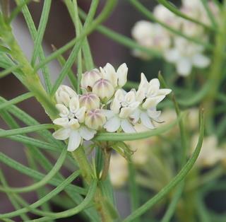Shrub: Asclepias linaria Size (H x W): 2-3 ft x 2-3 ft Blooms: White Exposure: Full Sun, Part Shade