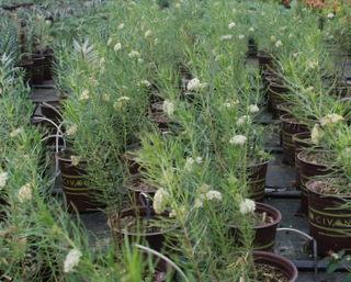 Milkweed Pineneedle milkweed is native to the Mojave and Sonoran Deserts, of Northern Mexico And Arizona.