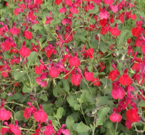 winter to early spring Red Velvet Autumn Sage Hybrid There are many Salvia greggii hybrids available on the