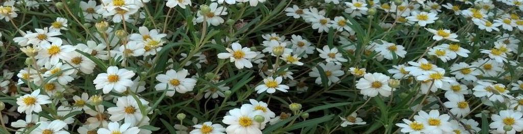 Perennial: Melampodium leucanthum Size (H x W): 1 foot x 1-2 feet Blooms: White, spring-fall Exposure: Full sun to part shade Hardiness Zone: -20 F, USDA Zone 5 Water: Low to moderate Pruning: Late