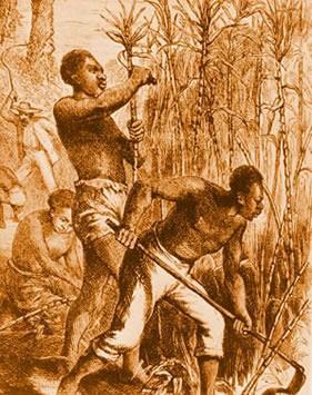 Sugar came with the Europeans to America. They planted sugar in their colonies and made huge plantations.