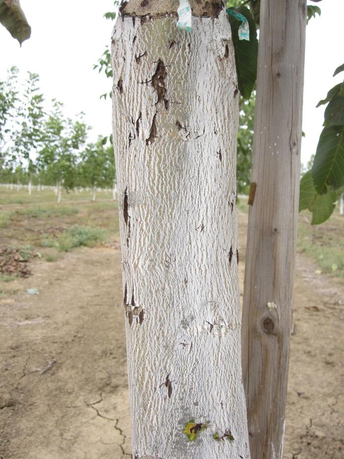 Results of the trunk sleeve traps placed on heavily walnut twig beetle infested paradox rootstocks to catch overwintering beetles.