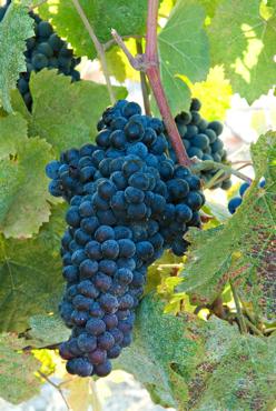 Tannat Basque region grape, Notable in Madiran wines Now well established in South America, Uruguay and Argentina Extremely high tannin