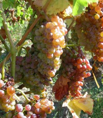 Rotgipfler Austrian Grape Traminer X Roter Veltliner Only fund in Thermenregion of Austria Reddish-bronze vine shoots Needs warm